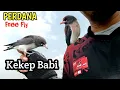 Download Lagu KEKEP BABI TERBANG PERDANA || Berhasilkah ??