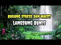 Download Lagu SUARA AIR DAN BURUNG LIAR DI ALAM BEBAS | TERAPI UNTUK ANEKA JENIS BURUNG.