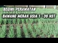 Download Lagu Cara Tanam Bawang Merah ke-2 di Musim Hujan \u0026 Atasi Moler, Gulma, Hama