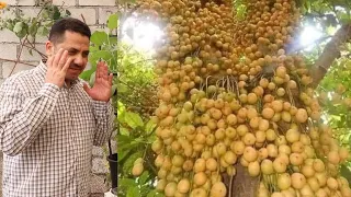 زراعة الجميز دندنها