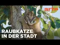 Download Lagu Von der Savanne nach Kapstadt | Die Karakal-Katze | ARTE Family