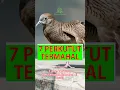 Download Lagu 7 Jenis Perkutut Katuranggan Termahal #shorts #perkutut #katuranggan #hargaperkutut #disentraburung