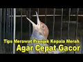 Download Lagu Tips Merawat Prenjak Kepala Merah Agar Cepat Gacor