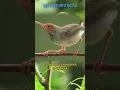 Download Lagu PERBEDAAN PRENJAK KLAWU DAN PRENJAK SEMI | PRENJAK KLAWU HARGANYA LEBIH MAHAL ?