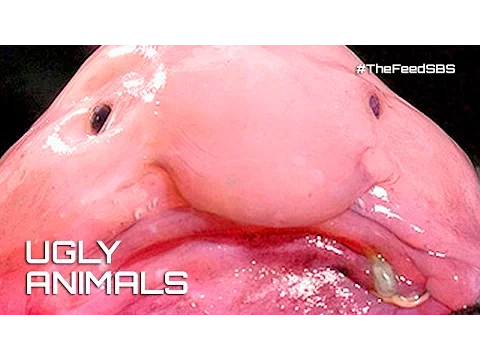 Blobfish: Facts about the world's ugliest animal - BBC Science