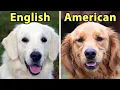 6 Differences Between American vs English Golden Retrievers