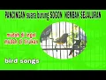 Lagu pancingan suara  burung sogon nembak sejaluran || bird songs