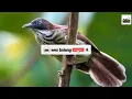 Suara burung Ciung air di alam #ciungair#masteranburung