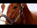 First Look Kentucky Derby Winner Mage s First Yearlings Looking the Part