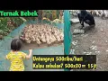 Download Lagu Ternak Bebek Sebulan Untung 15juta??