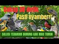 Download Lagu TIDAK DIRAGUKAN‼️Suara pikat burcil AMPUH anti zonk pikat sogon dll