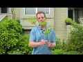 How to Prune Azaleas