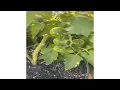 Download Lagu ACUAPONIA Y SIEMBRA ORGANICA EN MI PATIO