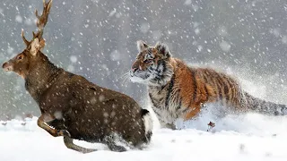 Amur Tiger – the King of Snowy Forests! What is the Giant Cat Capable of?
