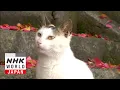 Download Lagu Kagawa: A Cat Island Paradise - A Cat's-Eye View of Japan