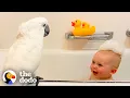Download Lagu Cockatoo And Baby Boy Do Everything Together | The Dodo Soulmates
