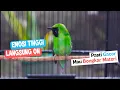Download Lagu Jadikan Cucak Ijo Mana Saja Auto Jamtrok Emosi Dengan Pancingan Cucak Ijo Gacor Satu Ini
