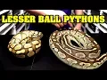 All about lesser ball pythons Identify combos comparisons etc