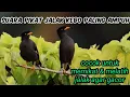 Download Lagu suara pikat burung jalak kebo masteran (tanpa iklan)