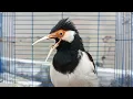 Download Lagu Pancingan Jalak Suren Gacor Mompa Full BONGKAR Isian Cocok Buat Masteran Burung Jalak Muda