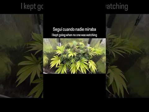 Costó más de lo que se ve