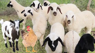 حیوانات مزرعه ای که در روستا زندگی می کنند  حیوانات مزرعه ای که در روستا زندگی می کنند