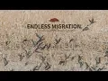 Waterfowl Hunting Series - Endless Migration