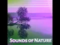 Bird Songs in Forest