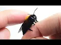 Download Lagu The Process Of Making Friends With a Carpenter Bee