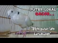 Download Lagu Burung puter lokal jantan gacor suara merdu-bikin puter lain saling bersahutan ikutan bunyi