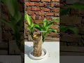 Download Lagu Tanaman andong besi / hanjuang batangan 9 cm #fyp #shorts #youtube #hanjuang #saputrabambuhoki