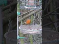 Download Lagu Robin #birds #nature #birdwatching #wildlife #christmas