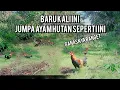 Download Lagu baru pertama kali jumpa ayam hutan seganas ini