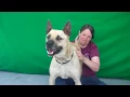 A5164093 Max German Shepherd Pit Bull