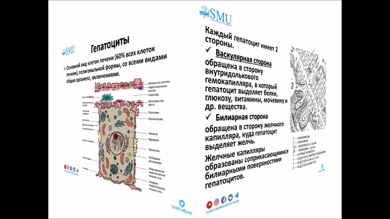 Лекция Гистология печени и поджелудочной железы