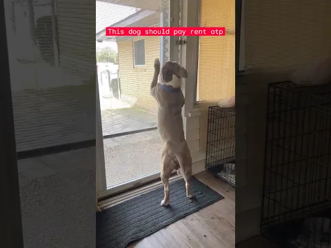 This Dog Acts More HUMAN Than Most People! 😳🐶🚪
