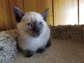 Gorgeous Applehead Siamese and Balinese Kittens Available in North Carolina