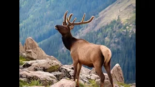 الأفلام الوثائقية دليل البقاء الحلقة 03 الحيوانات الجبلية 