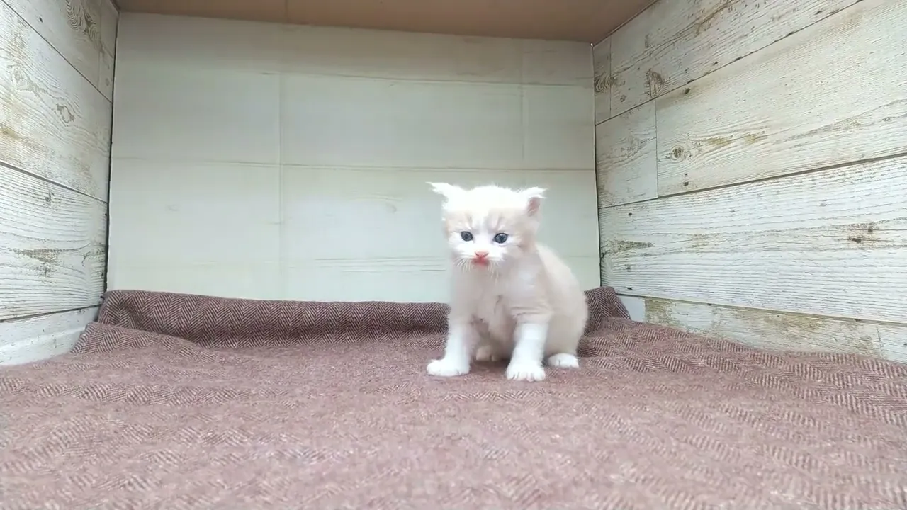 動画
