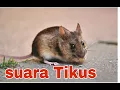 Lagu SUARA TIKUS untuk kucing