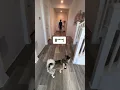 Sapphie the pomsky assigns chores to parents