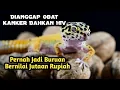 Download Lagu Menjadi Buruan dan Dijadikan Obat Kanker Hingga HIV