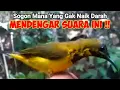 Download Lagu Suara Pikat Sogon Terancam Bikin SOGON liar Langsung Naik Darah
