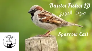 Sparrow Sound For Hunting صوت الدوري المصري للصيد Sparrow Birds Birdcalls Hunting 