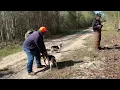 GO DEEP BEAGLE CLUB 2nd Little Pack Beagle Trial 22