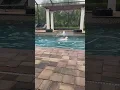 Ft Myers FL xmas day 2023 Olaf pool fetch