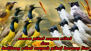 Download suara pikat sogok ontong ribut ampuh manggil burung liar mix kutilang ribut jejak si thole jt7 MP3