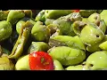 Download Lagu Olive ammaccate schiacciate in salamoia o sottovuoto: ricetta calabrese di Nonna Picetto 🌶