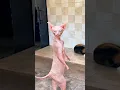 Download Lagu OLHA O GATO DO MAL😱😱#shorts #funny