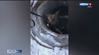 Отловщики муниципального приюта спасли бродячую собаку, которая провалилась в колодец